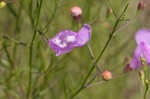 San Antonio false foxglove